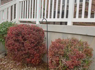 Bush Trimming by Bryan Medlyn for Kelly E. in Eagle Mountain, UT