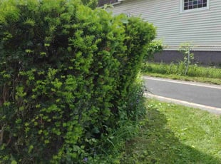 Bush Trimming by Matthew Spinelli for Dionna D. in West Haven, CT