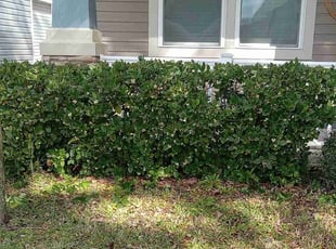 Bush Trimming by Macon Ramsey for Ashley R. in Orange Park, FL