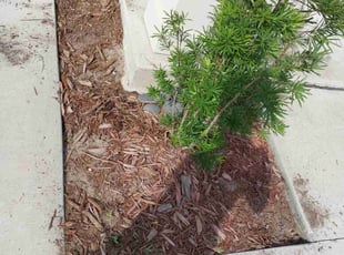 Weeding by Judson Auguste for Sean K. in Jacksonville, FL