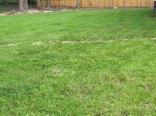 Edward S.'s Lawn Mowing service result
