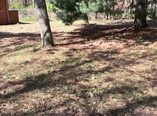 Leaf Removal by Otis Sanders for Tonja L. in Southfield, MI