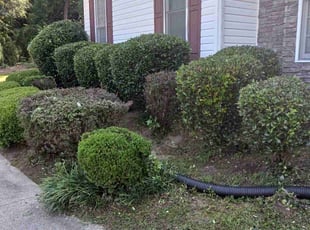 Bush Trimming by Christopher Mora for LaFayette B. in Douglasville, GA