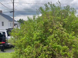 Bush Trimming by Mark Taijman for Cassandra R. in Waterbury, CT