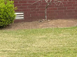 Weeding by Kaacine Whipset for Leann B. in Cabot, AR