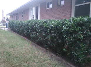 Bush Trimming by Michael Campbell for Christopher V. in Mechanicsville, VA