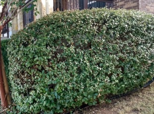 Bush Trimming by Mauro Leal Jr for Leslie L. in San Antonio, TX