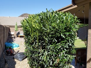 Bush Trimming by Damian Hudson for Blake W. in Phoenix, AZ