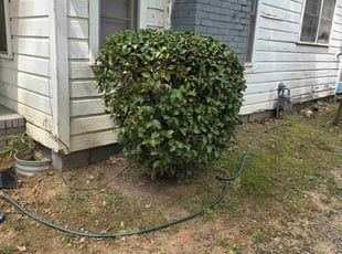Bush Trimming by Kyle Bryant for Miesha W. in Easley, SC