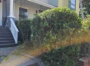 Bush Trimming by Jose Paz for Josh J. in Washington, DC