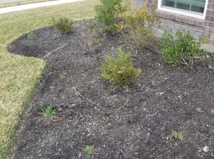 Weeding by Raul Hernandez for Austin F. in Humble, TX