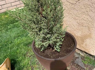 Bush Trimming by Andrea Villalpando for Edmund C. in Rancho Cucamonga, CA