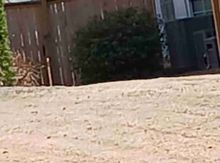 Bush Trimming by Eric Cotto for Drew M. in Suwanee, GA