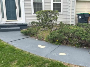 Bush Trimming by Susy Mia Nieto for Tram V. in Bear, DE