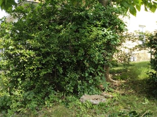 Bush Trimming by Michael Guardino for Alexis C. in Stratford, CT