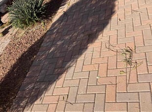 Bush Trimming by Anthany Eisweirth for William V. in Phoenix, AZ