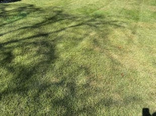 Melissa C.'s Yard Cutting service result