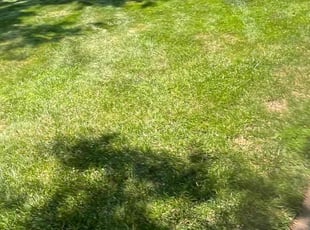 Bush Trimming by Alesandre Duarte for Thanaphon T. in Reston, VA