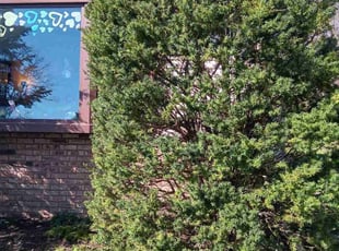 Bush Trimming by Kevin Rhyne for Charles T. in Madison, WI