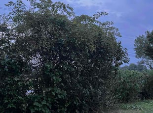 Bush Trimming by Trevor Coates for Winston B. in Tiverton, RI