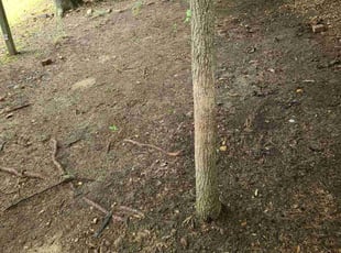 Leaf Removal by Jose Gonzalez for Joaquin J. in Fort Washington, MD