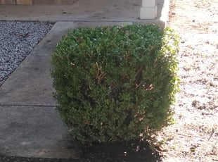 Bush Trimming by Merced Rodriguez for Carol W. in Austin, TX