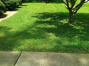 Nathan C.'s Yard Cutting service result