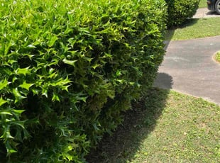 Bush Trimming by Jermaine Huguley for Stanley W. in Atlanta, GA