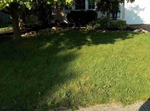 Bush Trimming by Elisha Nelson for Kathleen W. in Hilliard, OH