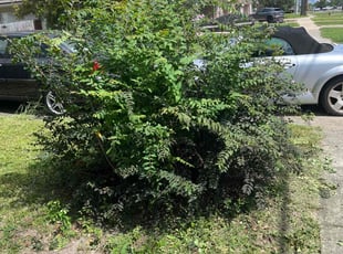 Jeffery S.'s Bush Trimming service result