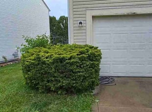 Bush Trimming by Joshua Anderson for Andrew D. in Indianapolis, IN