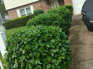 Bush Trimming by Luis Velasco for Brandace B. in Upper Marlboro, MD