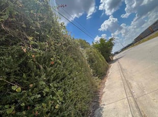 Bush Trimming by Marcos Aguilar for Lakesha E. in Dallas, TX