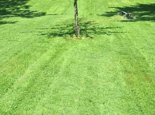 Maria V.'s Lawn Maintenance service result