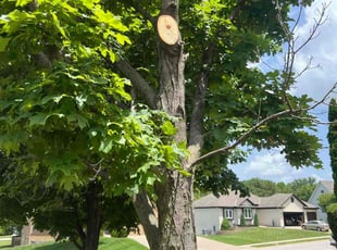 Cleanups by Richard Tichota for Rebecca G. in Raymore, MO
