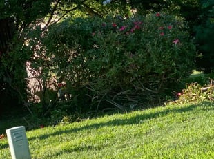 Bush Trimming by Damir Dreher for Hakeim D. in Newark, DE