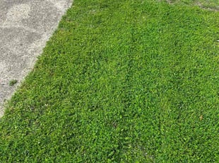 Jerry F.'s Lawn Care service result