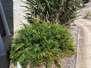 Bush Trimming by Robert Martin for Ann L. in Cypress Gardens, FL