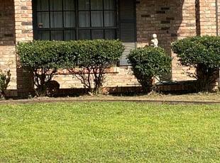 Bush Trimming by Maurice Pride for Billy E. in Little Rock, AR