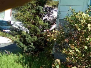 Bush Trimming by Brian Dietrich for Michael C. in Fleetwood, PA