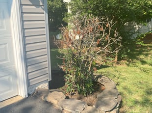 Weeding by Ines Pereira for Ruth B. in Manassas, VA