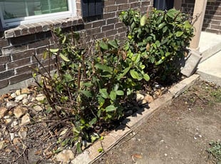 Bush Trimming by Isabel López for Pedro V. in Jarrell, TX
