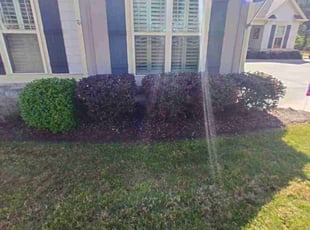 Bush Trimming by Ashley Hamlin for Don C. in Senoia, GA