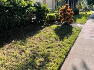 Leaf Removal by Ladarius Lathan for Andrew L. in Windermere, FL