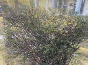 Bush Trimming by Ricardo Binyard Jr for Jamie L. in Pontiac, MI