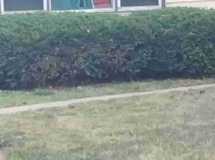 Bush Trimming by Charles Hamlin for Brent W. in Omaha, NE