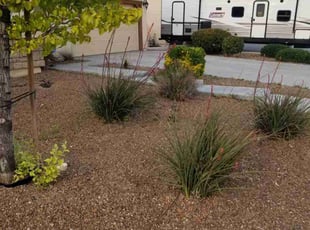 Bush Trimming by Sandra Simons for Khisha B. in Lancaster, CA