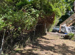Bush Trimming by Randy Regis for Kendall T. in Somerville, MA