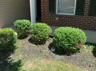 Bush Trimming by Robert Perry for Myesha M. in Nashville, TN