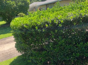 Bush Trimming by Jobe Bourgeois for Linda T. in Baton Rouge, LA
